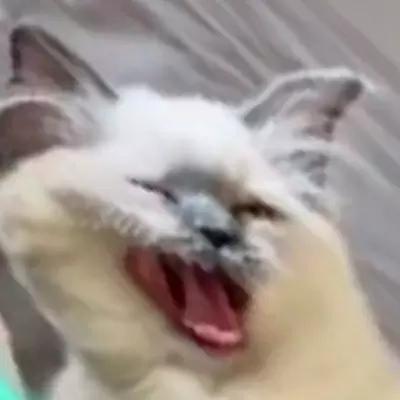 沙雕动物头像微信，沙雕动物头像（奇奇怪怪的小动物沙雕头像）