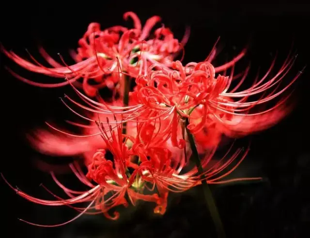 彼岸花，微信头像，彼岸花（48张彼岸花图，真是美极了）