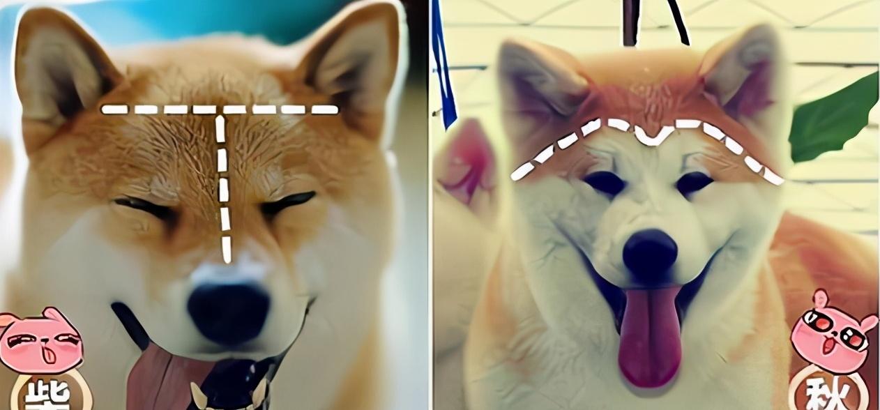 秋田和柴犬(日本国犬是柴犬还是秋田犬)