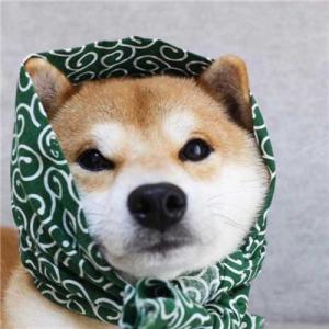 柴犬情头，微信头像，柴犬情头（我还是没找到一起用狗狗情侣头像的人...）