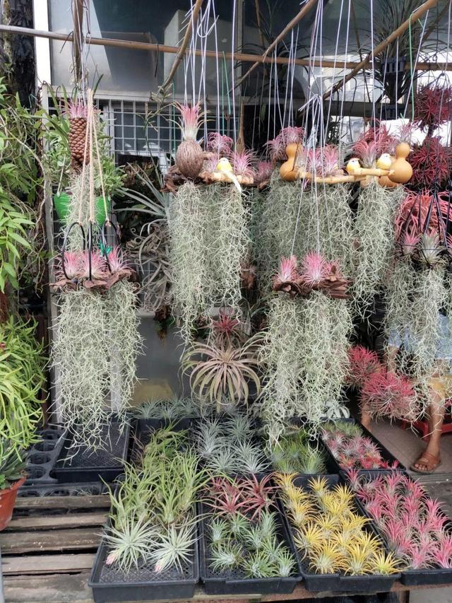 荷花最好看的品种是什么，这花最好看、最好养