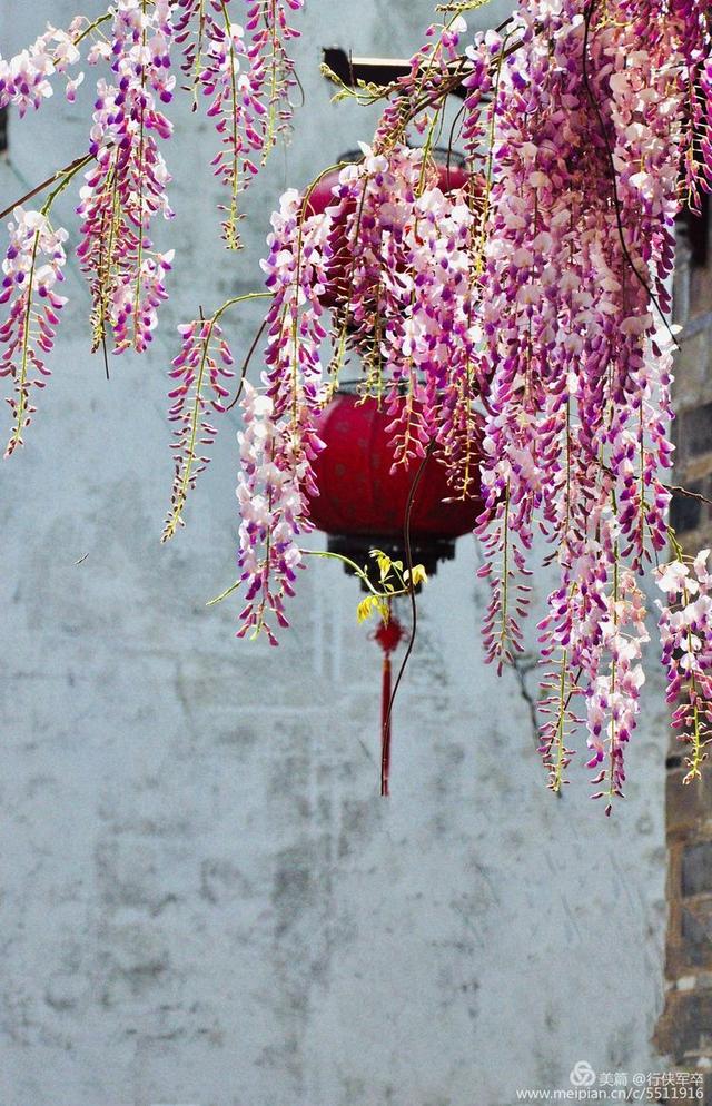 紫藤花的花语和寓意，紫藤花的寓意（我喜欢紫藤花）