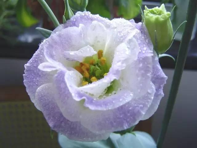 各种花的花语，各种花的花语爱情（史上最全花语大全）