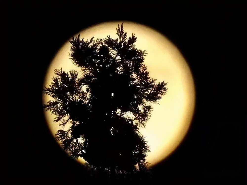 中国情人节(七夕节的来历)