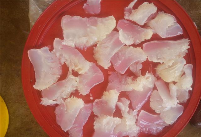 水母和海蜇头是什么关系，水母和海蜇头是什么关系图片（我们平时吃的都是海蜇皮和海蜇头）