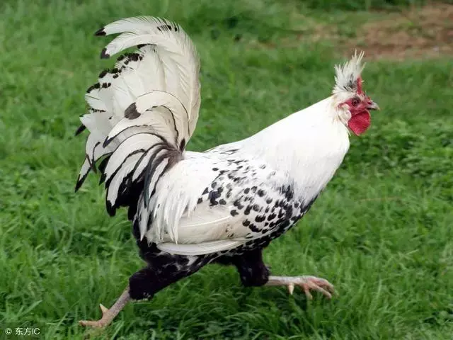 鸡和什么属相配对幸福，属鸡和属鸡相配（生肖鸡跟这个属相在一起）