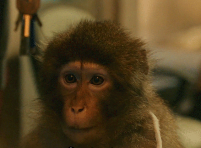 疯狂的外星人票房，疯狂的外星人国外票房（疯狂的外星人票房冲破16亿）