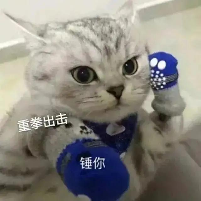 表情包很火的那只猫，最近很火的猫猫表情包（小猫咪可爱表情包）