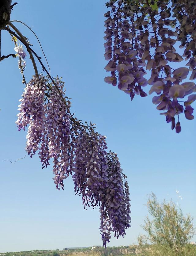 紫藤花的寓意是什么，林疑彩凤来。流霞绛紫虹叠瀑