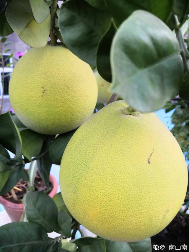 水果种类，水果种类释迦果（秋天吃正是好时候）