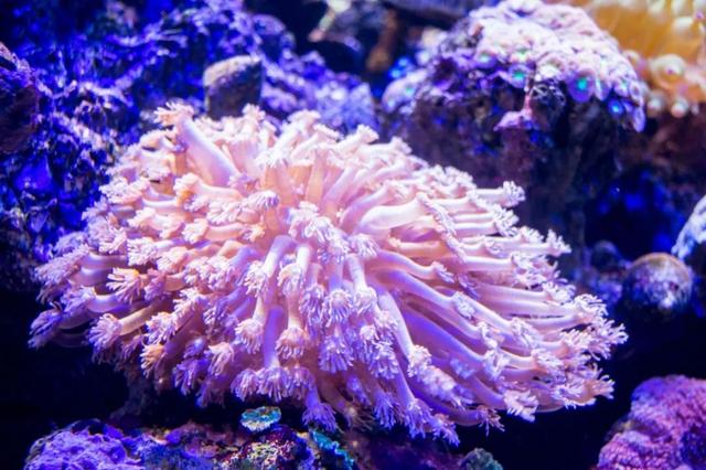 昆明这个地方海洋馆都有哪几个啊，昆明海洋馆在什么地方（科普保护1.4亿年的“水中国宝”）