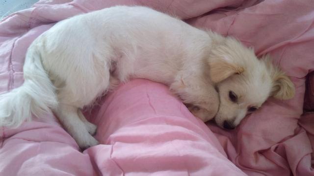 串串狗是什么意思，串串狗是土狗吗（你知道为什么\