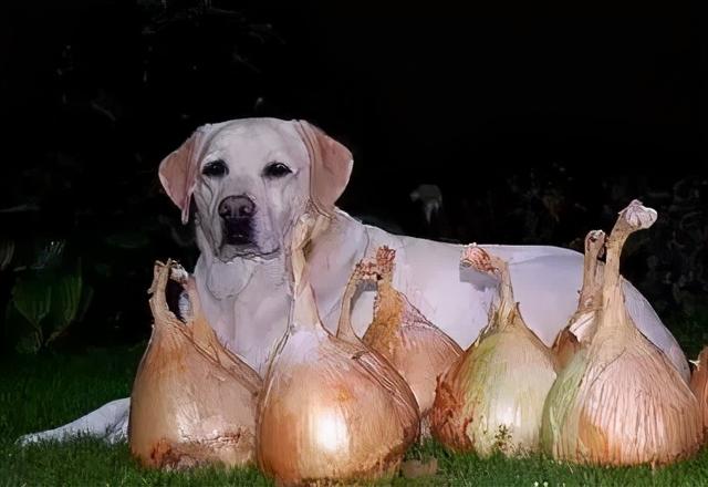 木糖醇的危害，木糖醇的功效与副作用（狗狗偷吃蛋糕后身亡）