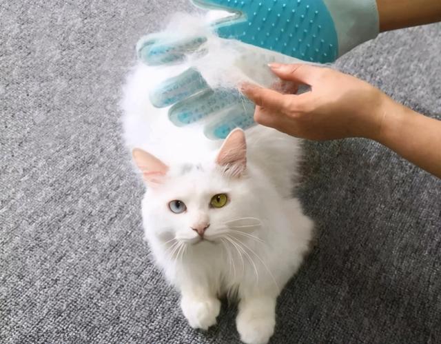 猫咪掉毛怎么解决，猫咪掉毛严重应该怎么办（猫咪掉毛怎么办）