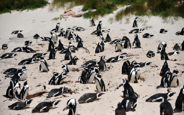 非洲有企鹅吗 ，非洲有企鹅吗蚂蚁（南非63只企鹅被蜜蜂蜇死）