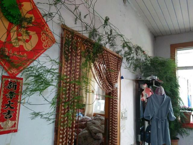 文竹全部剪掉还会发吗，文竹是不是要剪头（这家养的文竹连年疯长）