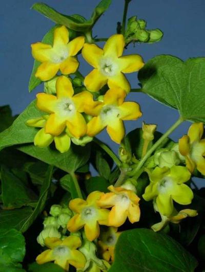 夜来香花，开花芬芳的夜来香（夜来香花的功效与作用）