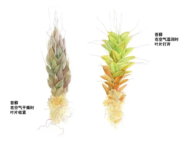 青苔和苔藓的区别图片，青苔怎么养才茂盛（上岸后，就傻傻不再进化的苔藓）