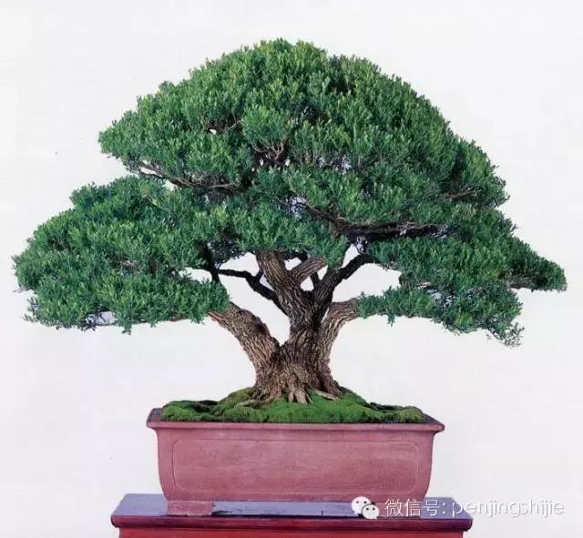 黄杨木盆景养护注意事项，怎样养黄杨木盆景（一组黄杨盆景精品欣赏）