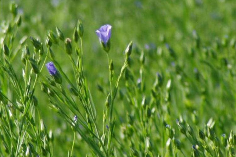 棉麻和亚麻的区别，亚麻布与棉布的区别是什么（看起来差不多的亚麻和棉麻居然有这么大区别）