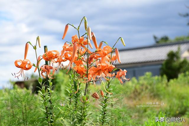 百合几月份开花，百合花什么时候开花（盛开在初夏的橙色花园）