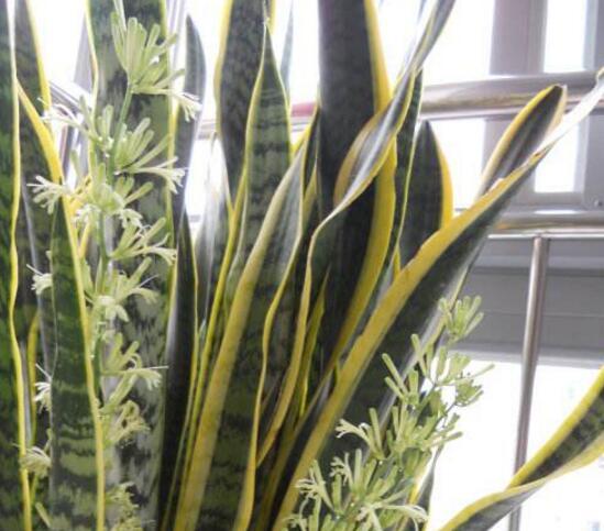 虎皮兰开花吗，虎皮兰花图片（虎皮兰的花语是什么/刚毅坚定）