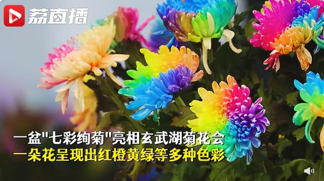 荷花有几种颜色，莲花有几种颜色分别是象征什么（1盆菊花售价1.2万）