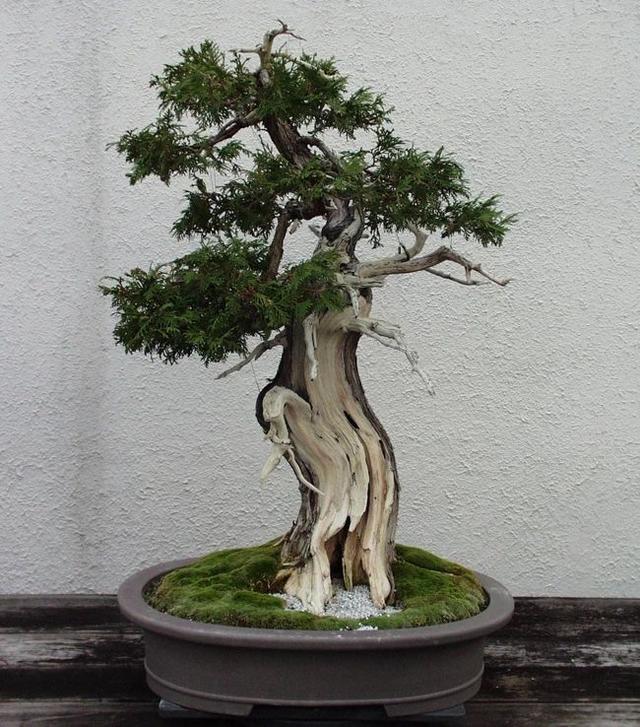 侧柏的特征特性及栽培技术，侧柏的养护与栽培管理（柏树的观赏品种可真多）