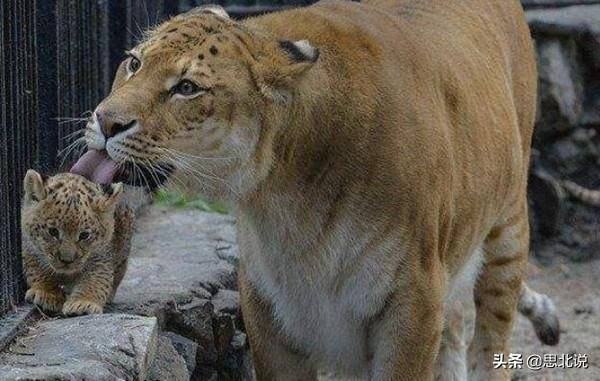 狮虎兽的来历，狮虎兽与虎狮兽的区别（狮虎兽vs虎狮兽哪个更厉害）