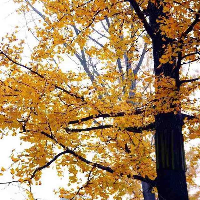 哪一种树被称为活化石，哪种树称为活化石（植物界的4种“老寿星”）