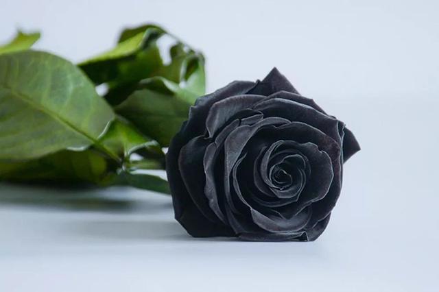 各种玫瑰花的含义，各色的玫瑰花有什么含意（一篇文章认全花店必备80种玫瑰花）