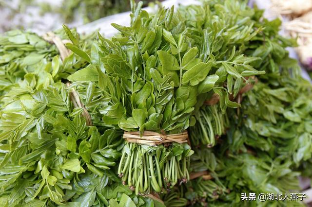 野菜種類有什麼,野菜的種類和圖片大全(你想要的野菜這裡都有)