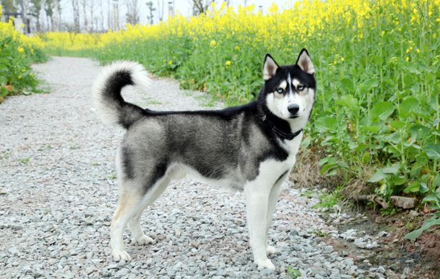 宠物狗排名，最好看的7种狗排名（宠物狗排名前十）