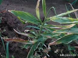 为什么我种的风姜叶子变黄了，姜叶为什么会变黄（可能是这些原因造成的）
