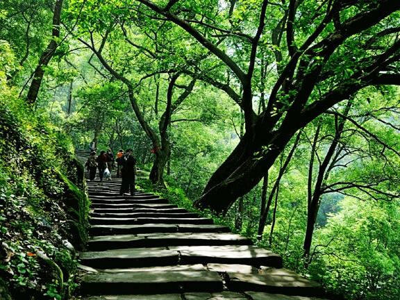 黄葛树和黄桷树的区别，黄葛树（黄葛树图片）