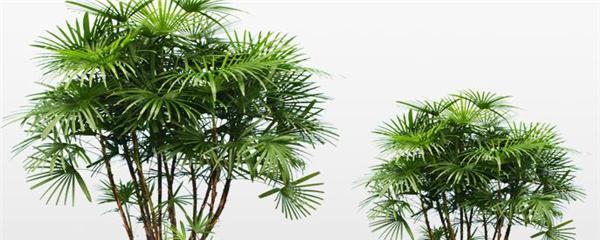 棕竹，棕竹怎么养才长得好（棕竹盆景）