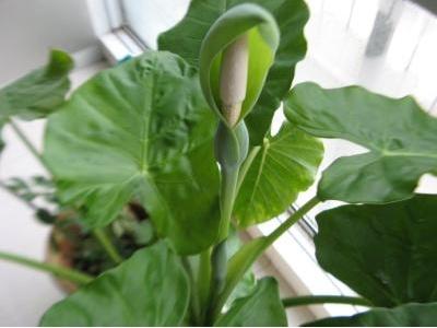 水培滴水观音的养殖方法，滴水观音的水培养殖方法（滴水观音可以水培吗）