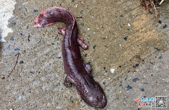 娃娃鱼是鱼吗，娃娃鱼是鱼吗 为什么（神奇物种在江西丨“嘤嘤嘤”娃娃鱼竟然不是鱼）