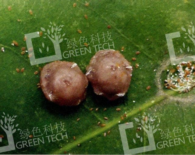 害虫红蜡蚧的防治方法，害虫红蜡蚧的防治方法有哪些（红蜡蚧的为害及防治）