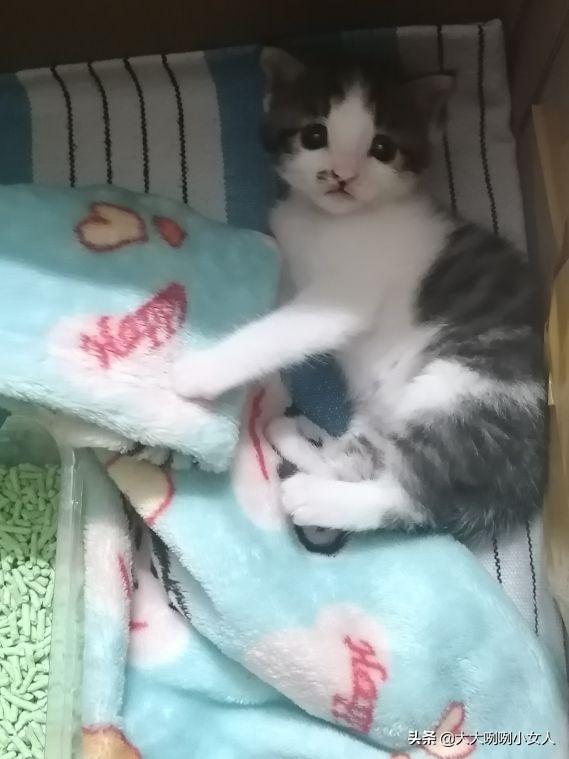 什么是开脸狗，民间说法开脸狗为什么不好（家有小奶猫）