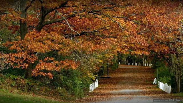 描写秋天思念的句子，秋天的思念句子短句唯美（一念秋风起，一念相思长）