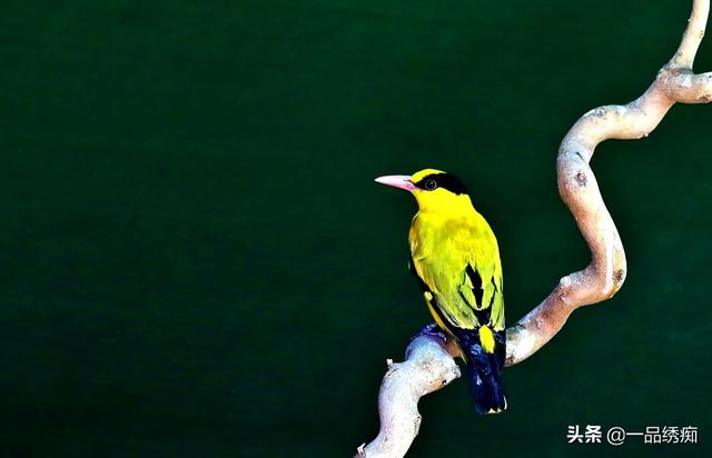 一个东一个鸟怎么读，一个东一个鸟怎么念（见过好多鸟名生僻字）