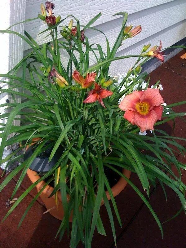 萱草有哪些不同的品种，萱草品种名称怎么查（黄花菜也只是它的一个品种）