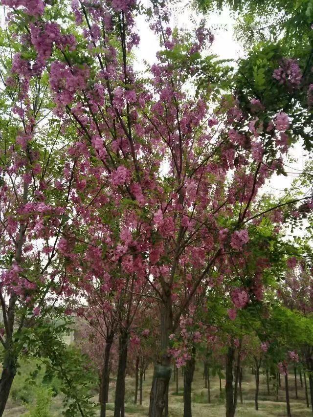 磁县旅游景点大全，磁县网红景点（磁县周边景点）