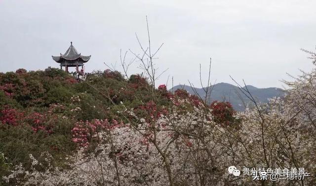 真正的龙眉图片，哪种眉毛是富贵眉毛（贵州旅游攻略之地球上的彩带——花的海洋百里杜鹃）