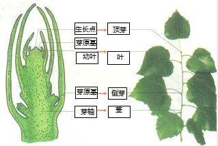 被子植物有哪些，被子植物有哪些常见的（中考生物每日一背——被子植物的一生）