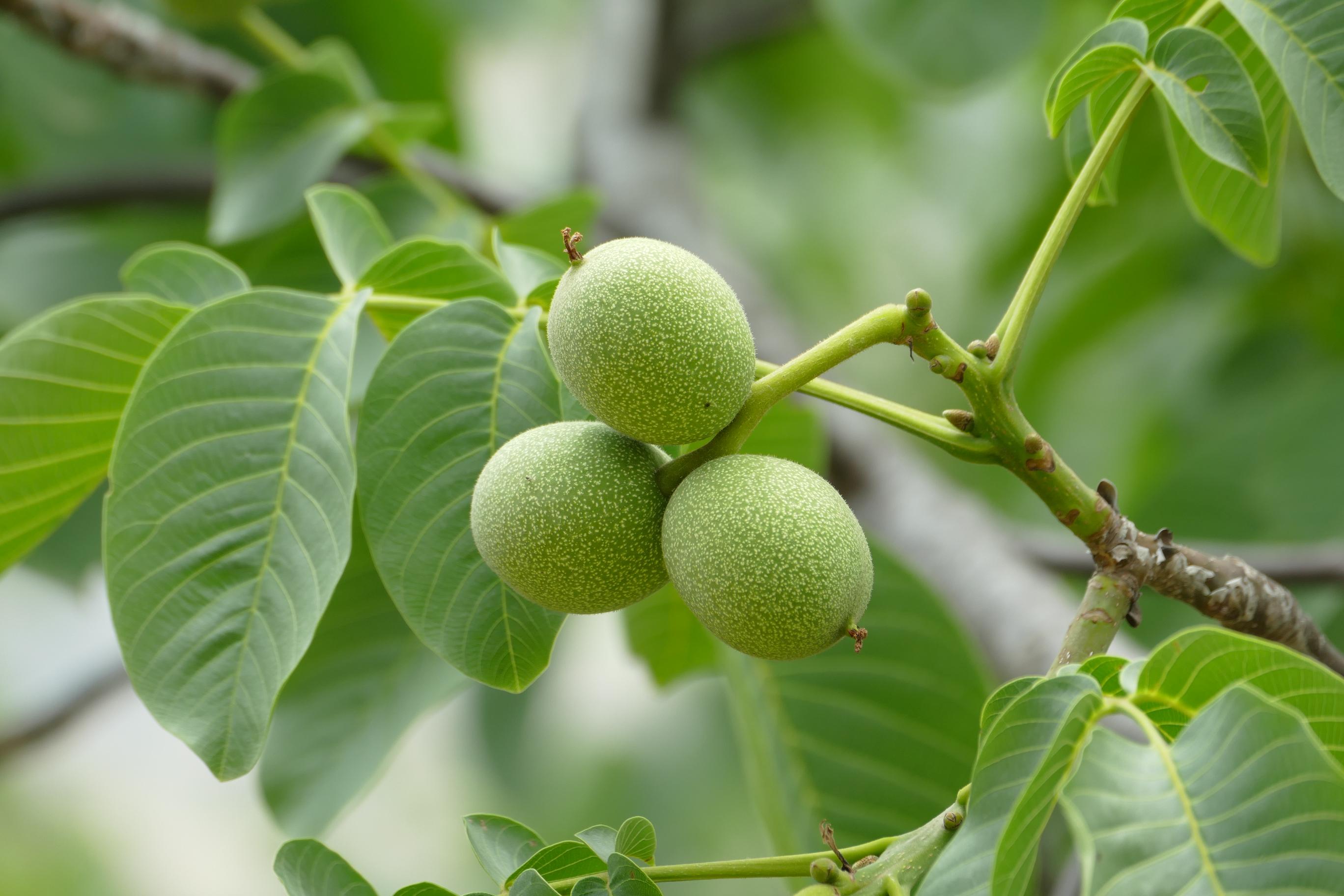 果子一样的中药(看图说中药里的花与果) - 旭辉快讯 - 旭辉网