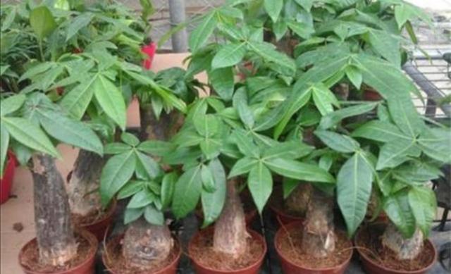 发财树种植技巧，掌握好4个养护关键点