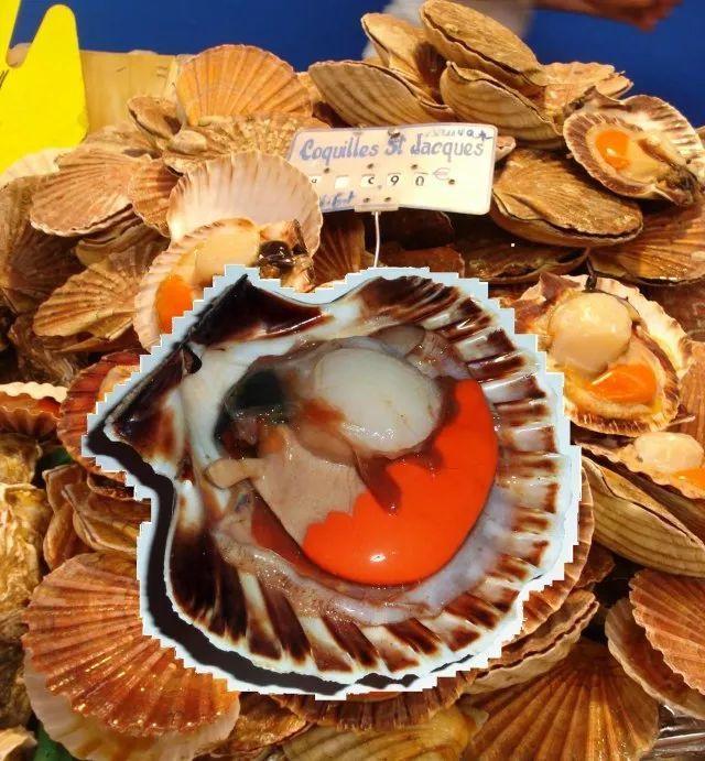 带子和扇贝的区别，带子和扇贝有什么区别（可你知道它前世今生的冷知识吗）