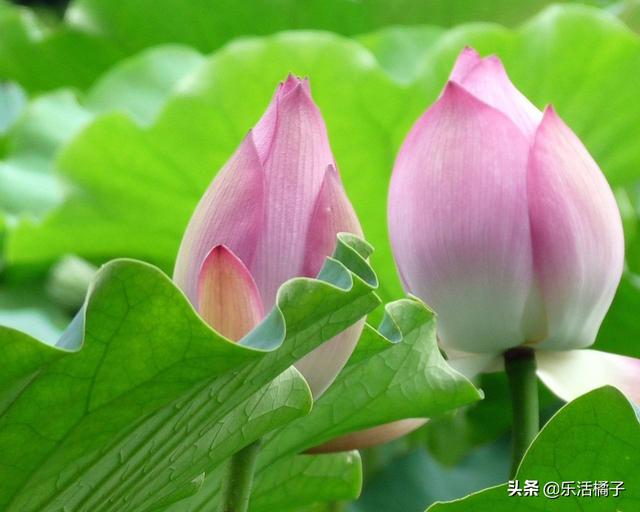 荷花的寓意是什么呢，荷花有什么寓意和象征（原来有如此多的美好寓意）